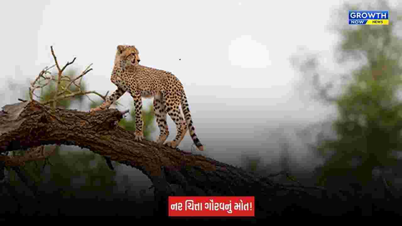 Madhya Pradesh : કૂનો નેશનલ પાર્કમાંથી સામે આવ્યા દુઃખદ સમાચાર, નામીબિયાઈ નર ચિત્તા 'ગૌરવ'નું સારવાર દરમિયાન થયું મોત