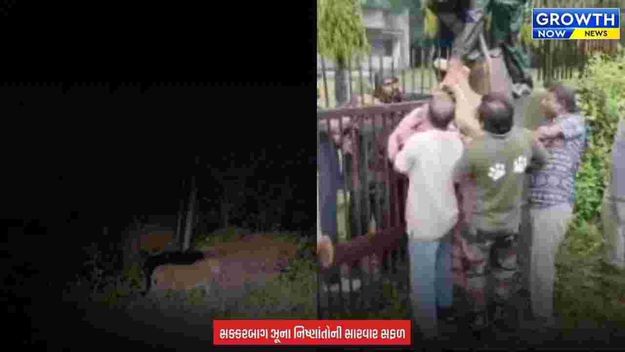 Junagadh Forest Lion : જૂનાગઢમાં વન વિભાગની મોટી સફળતા: ત્રણ મહિનાની સારવાર બાદ સિંહબાળનું માતા સાથે મિલન
