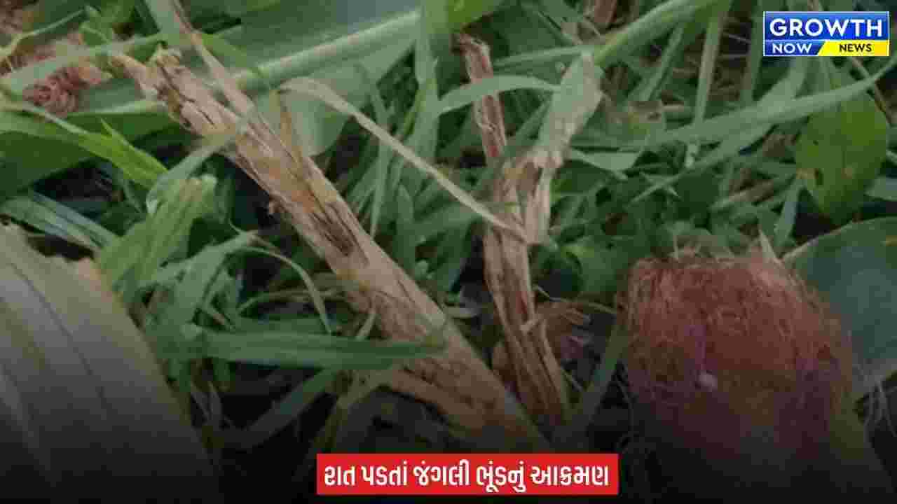 Arvalli માં જંગલી ભૂંડનો આતંક, ખેડૂતોના ઊભા પાકને પહોંચાડી રહ્યાં છે ભારે નુકસાન