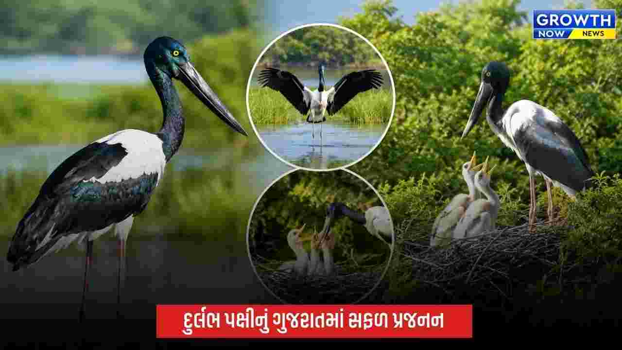 ખીજડિયા પક્ષી અભયારણ્ય બન્યું બ્લેક-નેક્ડ સ્ટોર્કનું ગુજરાતમાં મહત્વનું પ્રજનન કેન્દ્ર, સંશોધનમાં 100% સફળતા
