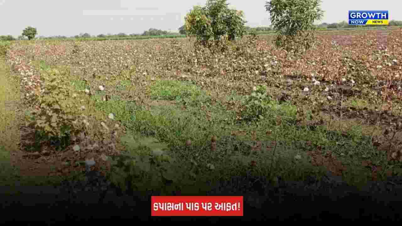 Amreli News: સરસીયામાં કપાસના પાક પર સંકટ, ખેડૂતોની આખા વર્ષની મહેનત પર પાણી ફરી વળવાની ભીતિ