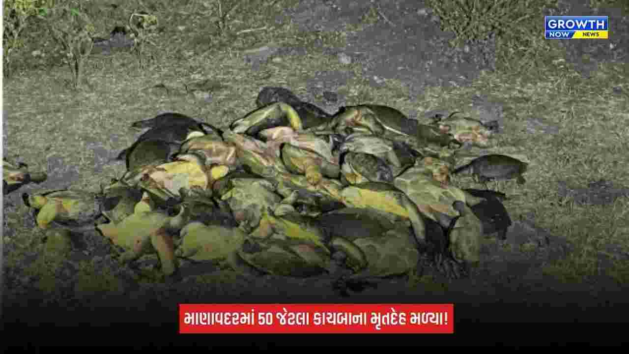 Junagadhના માણાવદરમાં ચકચાર: એકસાથે અંદાજે 50 કાચબાના મૃતદેહ મળી આવ્યા