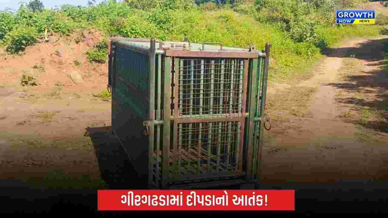 Gir Gadhadaના સણોસરી ગામે દીપડાનો હુમલો: 3 વર્ષના માસૂમ ચેતનનું મોત, દીપડો પાંજરે પુરાયો