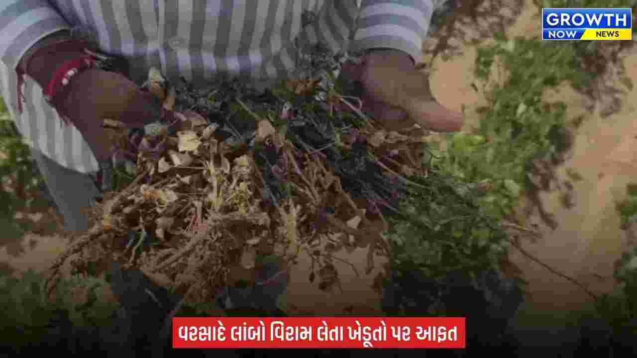 Bhavnagar ના ખેડૂતો મેઘરાજાની રાહમાં, વરસાદ નહીં તો નુકસાન પાકું? કૂવા-બોરમાં પાણી ઓછું?