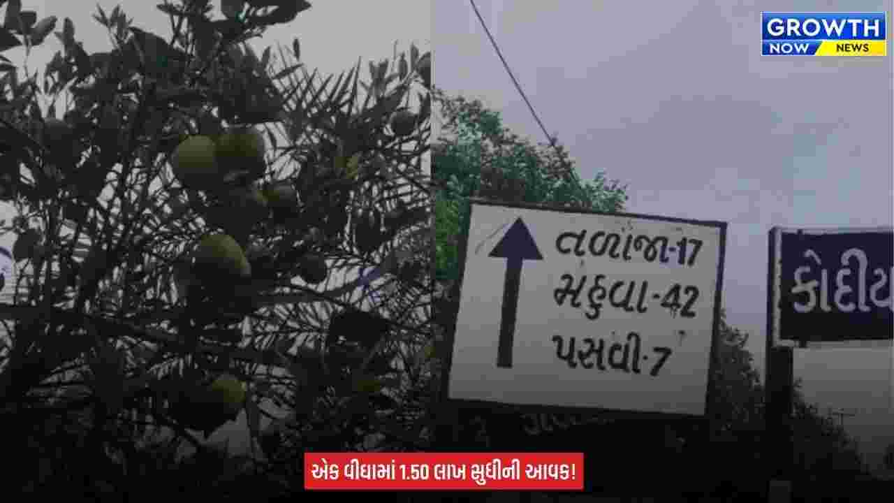 Agriculture News : ઓછો ખર્ચ, ઓછી માવજત અને લાખોની આવક! મોસંબીની ખેતી બની ખેડૂતોની પહેલી પસંદ