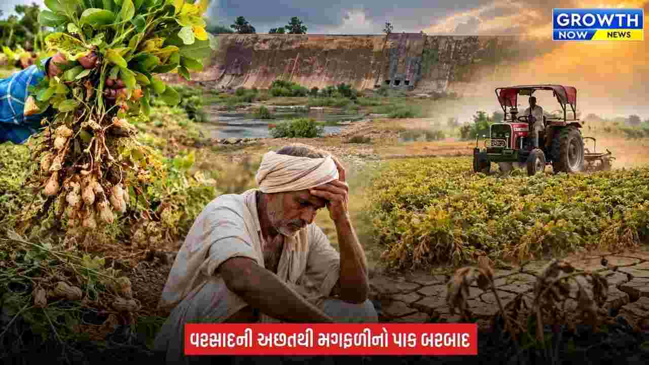Gir Somnath માં વરસાદ ખેંચાયો, મગફળીનો પાક સુકાયો! ખેડૂતે ઉભા પાકમાં ટ્રેક્ટર ફેરવ્યું