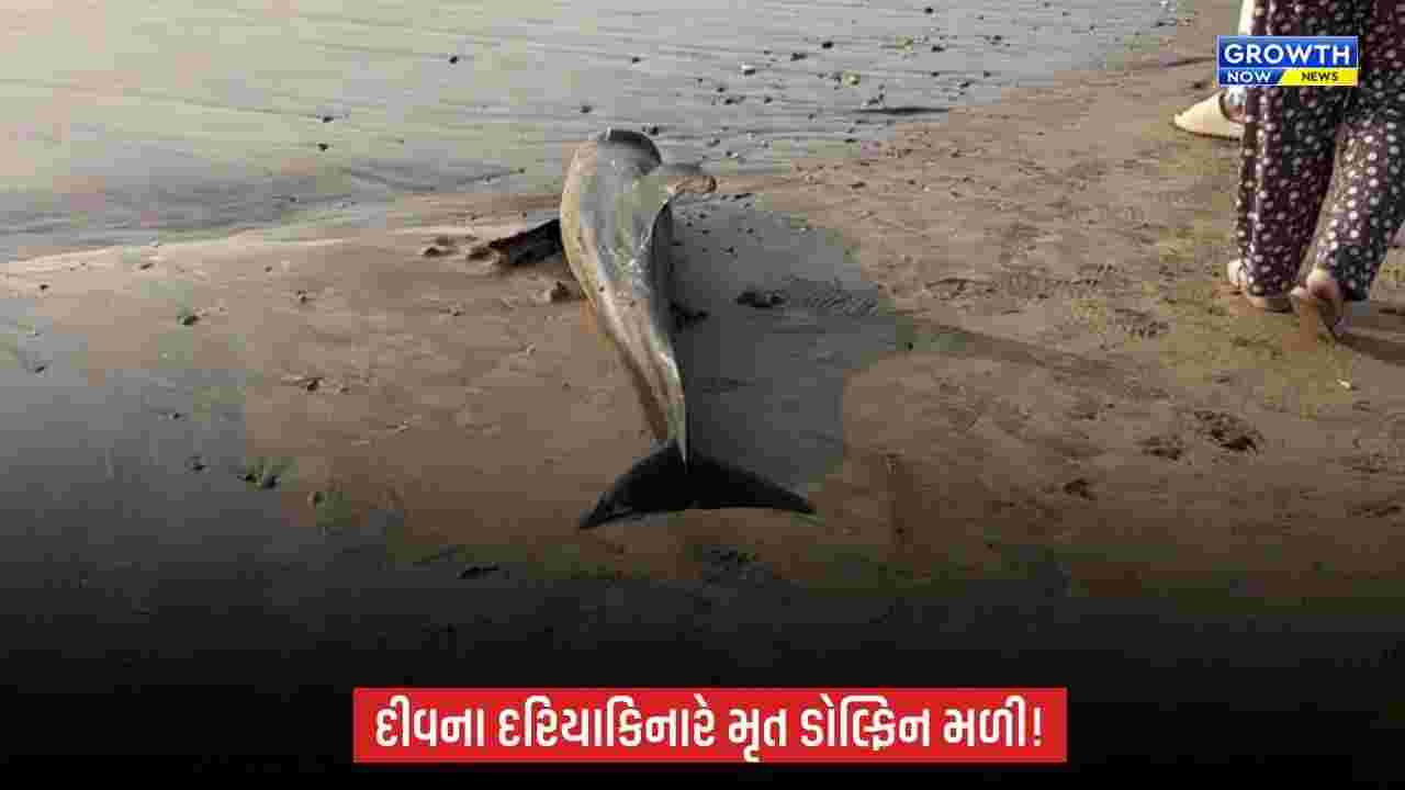 દીવના નાગવા બીચ પર મૃત હાલતમાં ડોલ્ફિન મળી, મોતનું કારણ અકબંધ
