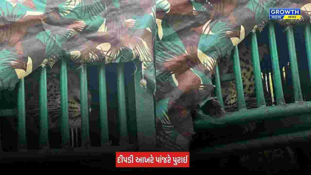 Navsari : વાંસદાના ભીનાર ગામે 3 વર્ષના બાળક પર હુમલો કરનાર દીપડી પાંજરે પુરાઈ, 9 દિવસની શોધખોળનો અંત