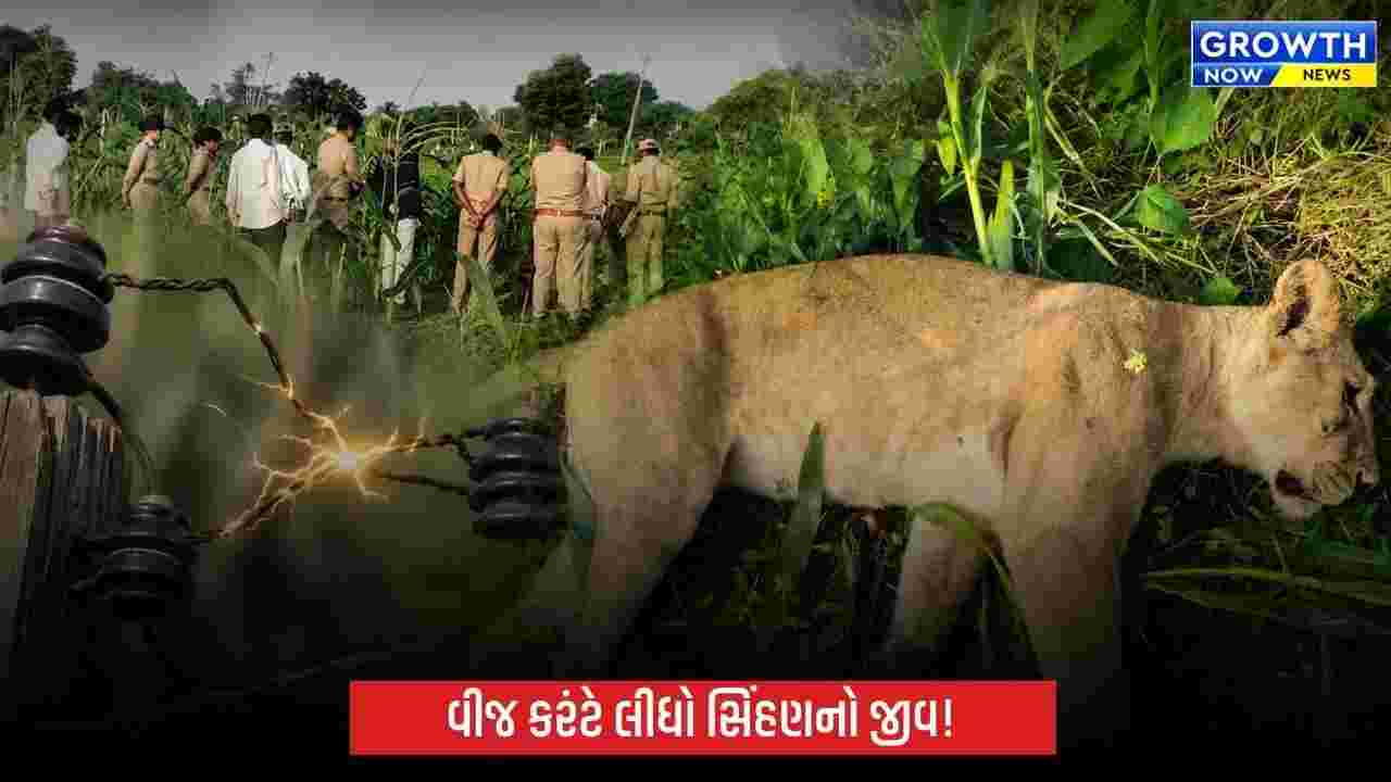 ભાવનગરમાં ગેરકાયદે ઇલેક્ટ્રિક શોકની ચપેટમાં સિંહણનું મોત, વન વિભાગની કામગીરી સામે સવાલો