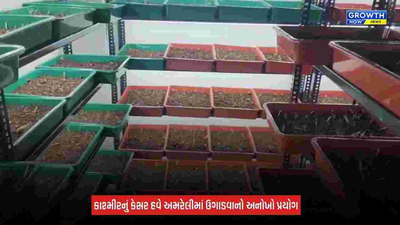 Saffron Farming in Amreli: અમરેલીમાં બિલ્ડિંગના બીજા માળે કેસરની ખેતી! 20 લાખના ખર્ચે તૈયાર કર્યું આધુનિક સેટઅપ