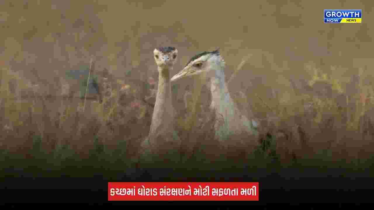 Kutch News: કચ્છમાં ઘોરાડ સંરક્ષણને મોટી સફળતા, જમ્પ સ્ટાર્ટ ટેકનિકથી જન્મેલું બચ્ચું નર હોવાનું સામે આવ્યું
