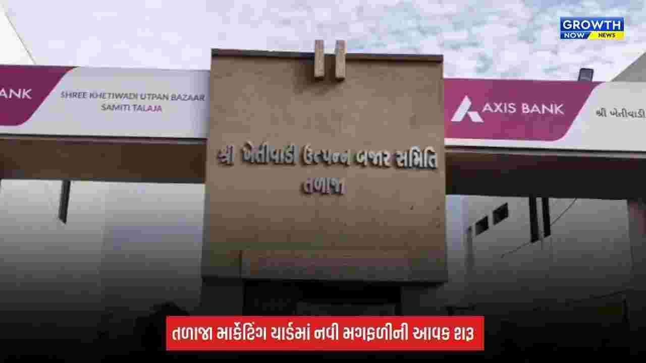 Bhavnagar: તળાજા માર્કેટિંગ યાર્ડમાં નવી મગફળીની આવક શરૂ, જાણો આજના ભાવ
