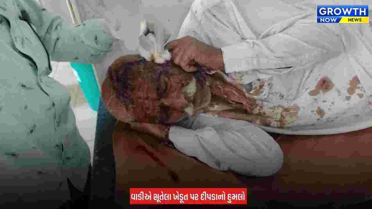 Amreli Leopard Attacked : અમરેલીના મોટા સરાકડીયામાં ખેડૂત પર દીપડાનો હુમલો, માથાના ભાગે ઈજા પહોંચતા સારવાર હેઠળ ખસેડાયા