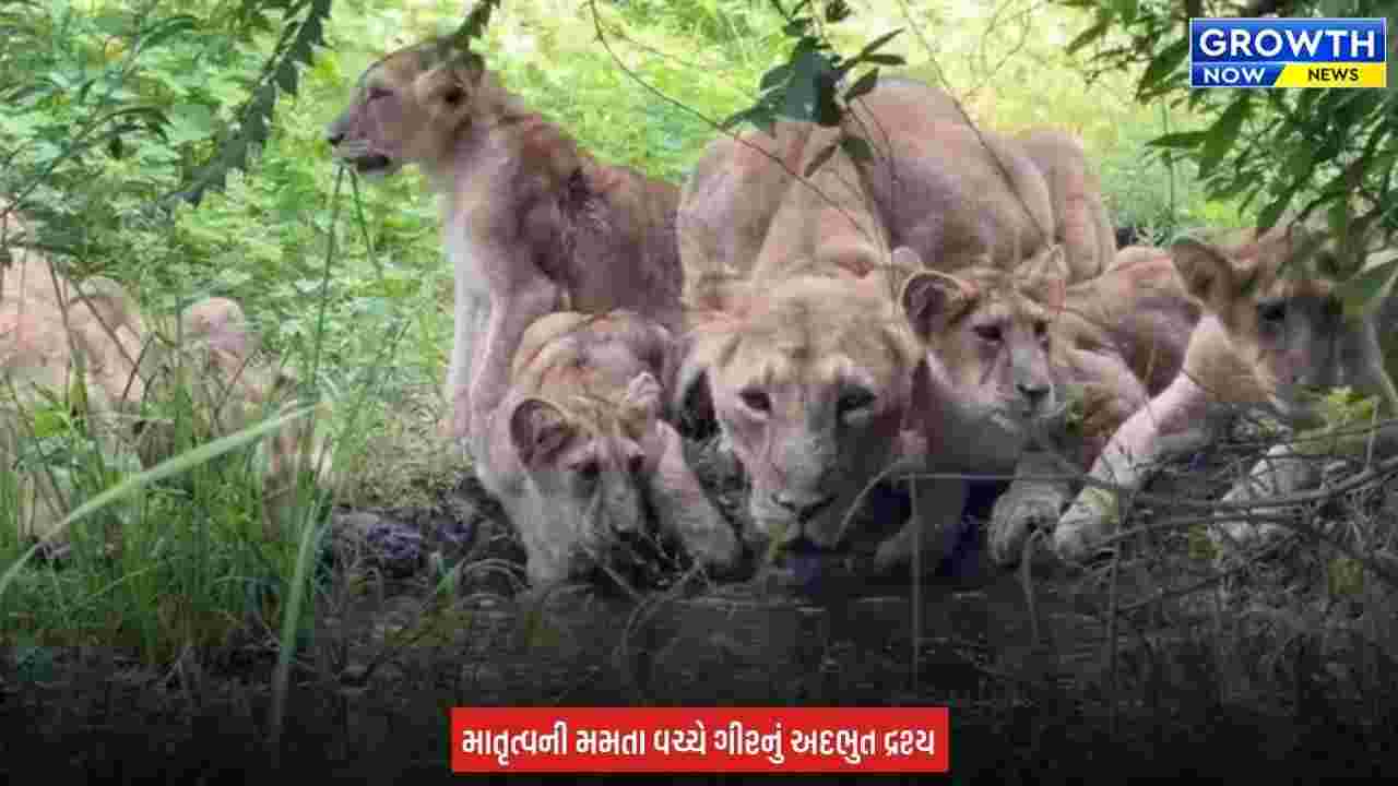 Junagadh : ગીરમાં સિંહણના માતૃત્વની અનોખી ઝલક, બચ્ચાઓ સાથે પાણી પીતી થઈ કેમેરામાં કેદ