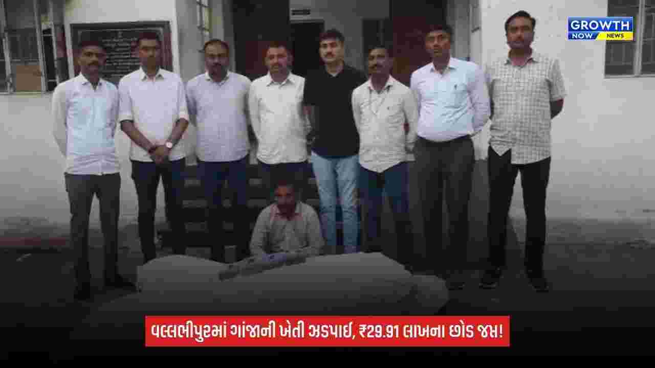 Bhavnagar SOGની મોટી કાર્યવાહી: વલ્લભીપુરમાં ગાંજાની ગેરકાયદે ખેતીનો પર્દાફાશ, 29.91 લાખના છોડ જપ્ત
