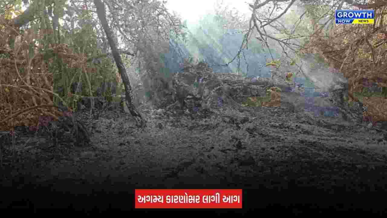 Amreli Fire: ધારી-બગસરા રોડ પર ગૌચર સંશોધન કેન્દ્રમાં લાગી આગ, મોટા પ્રમાણમાં સૂકું ઘાસ બળીને ખાખ