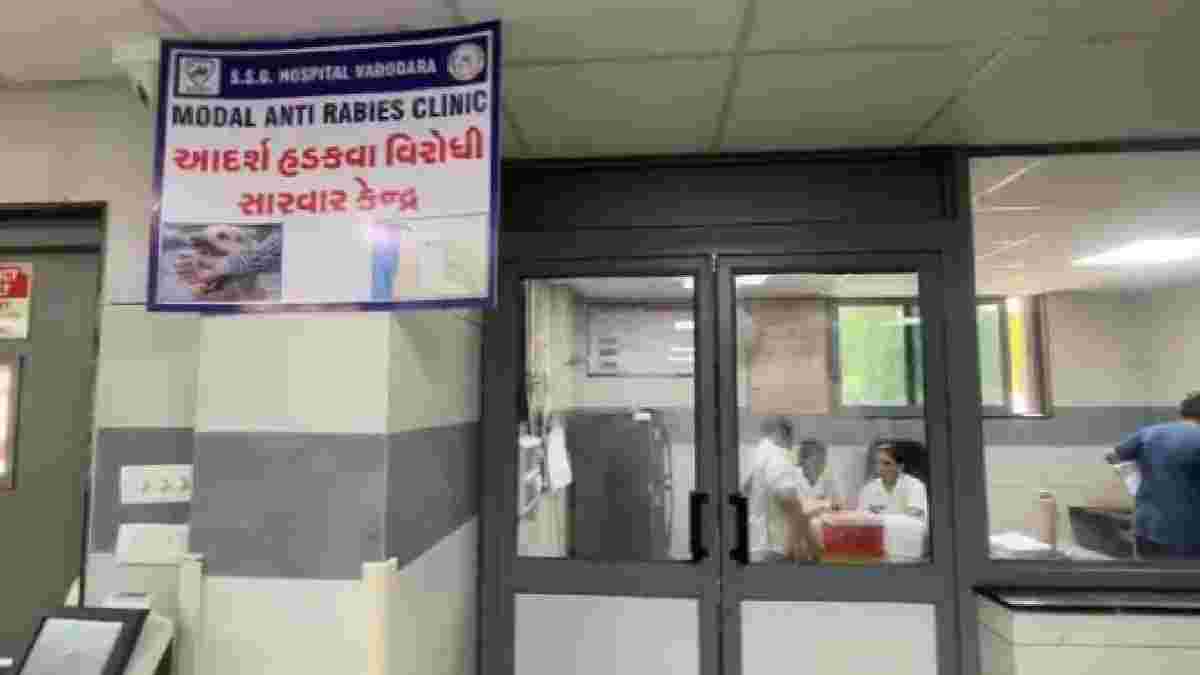 વડોદરામાં બિલાડી કરડવાના કેસોમાં વધારો, દર મહિને 1 હજારથી વધુ દર્દીઓ સારવાર માટે પહોંચે છે