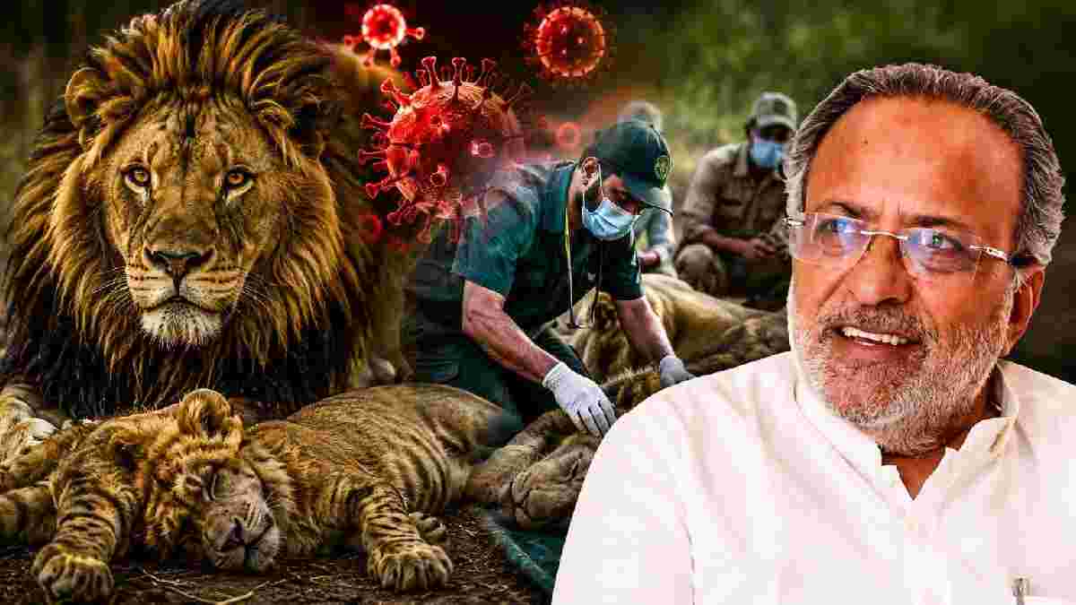 Gir Lion Virus: બેબીસીયા વાયરસથી માત્ર બે સિંહોના શંકાસ્પદ મોત થયા : મંત્રી અર્જુન મોઢવાડિયા