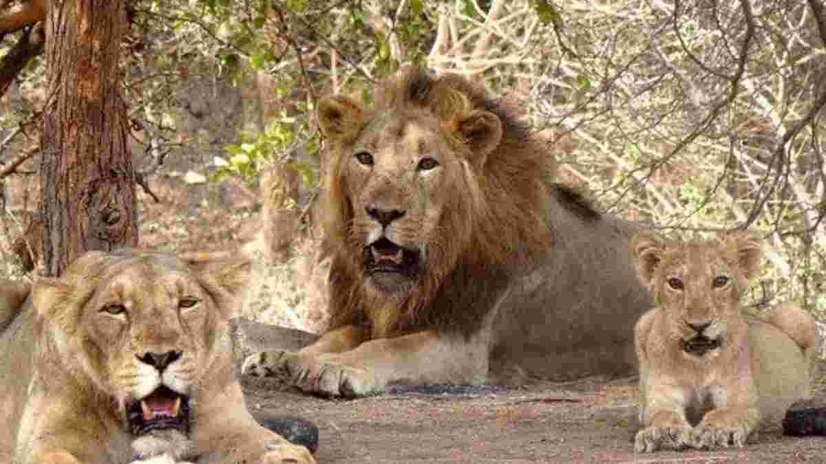 16 જૂનથી 4 મહિના માટે બંધ રહેશે સાસણ ગીર અને ગિરનાર જંગલ સફારી
