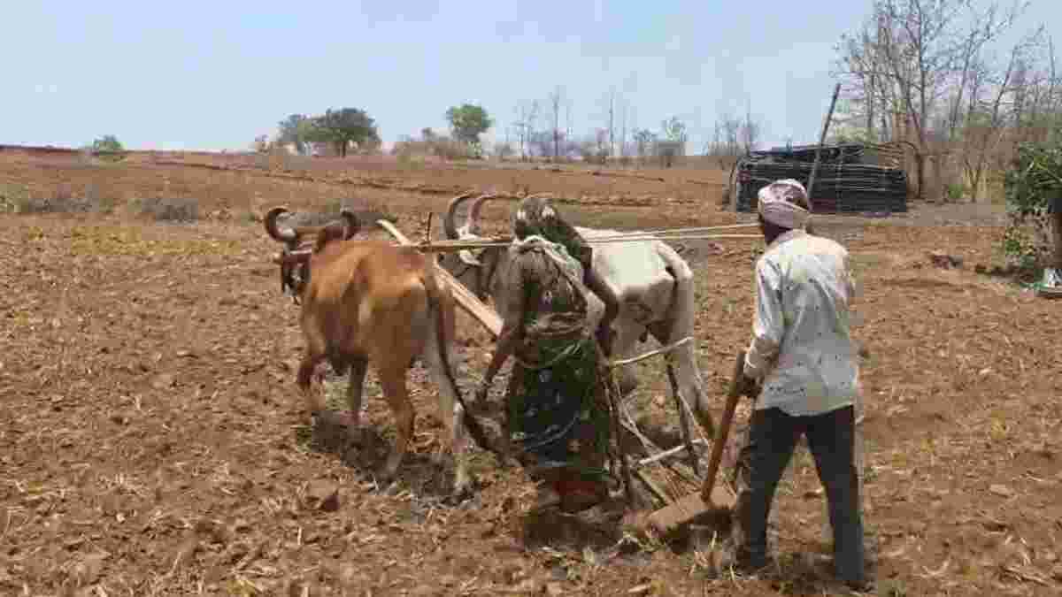 નસવાડીમાં ખેડૂતોની વાવણીની તૈયારી, હળ-લાકડાંથી ખેતરો ખેડ્યાં
