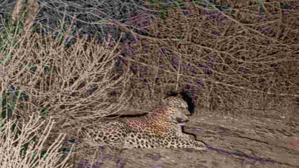 જામનગર પંથકમાં દીપડો દેખાયો હોવાનો દાવો, ગ્રામજનોમાં ભયનો માહોલ