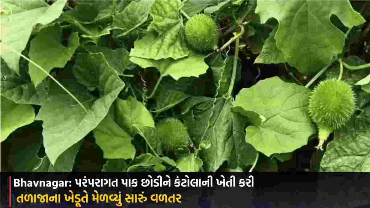Bhavnagar: પરંપરાગત પાક છોડીને કંટોલાની ખેતી કરી, તળાજાના ખેડૂતે મેળવ્યું સારું વળતર
