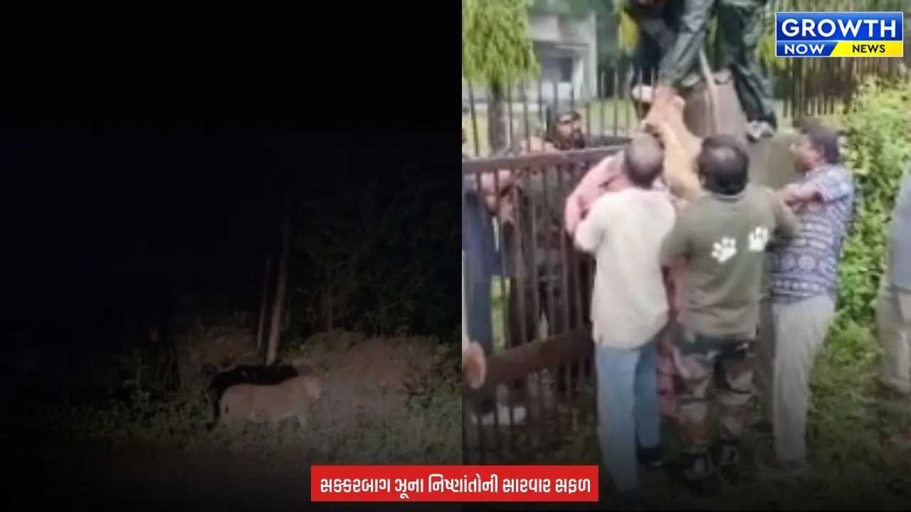 Junagadh Forest Lion : જૂનાગઢમાં વન વિભાગની મોટી સફળતા: ત્રણ મહિનાની સારવાર બાદ સિંહબાળનું માતા સાથે મિલન