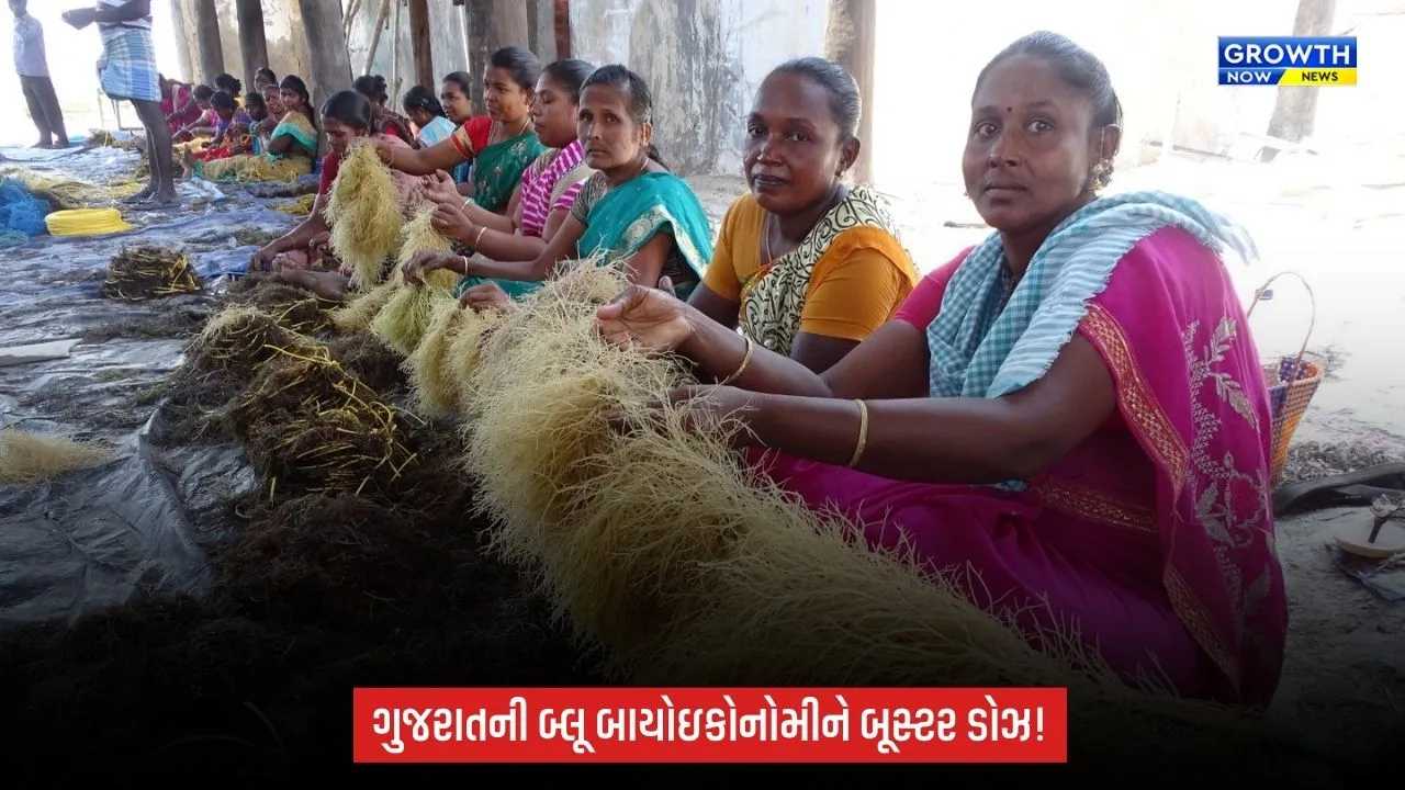 Porbandarના મોચામાં ₹100 કરોડનો મરિન બાયોટેકનોલોજી કોરિડોર બનશે, 30 એકરમાં રિસર્ચ હબ વિકસાવાશે