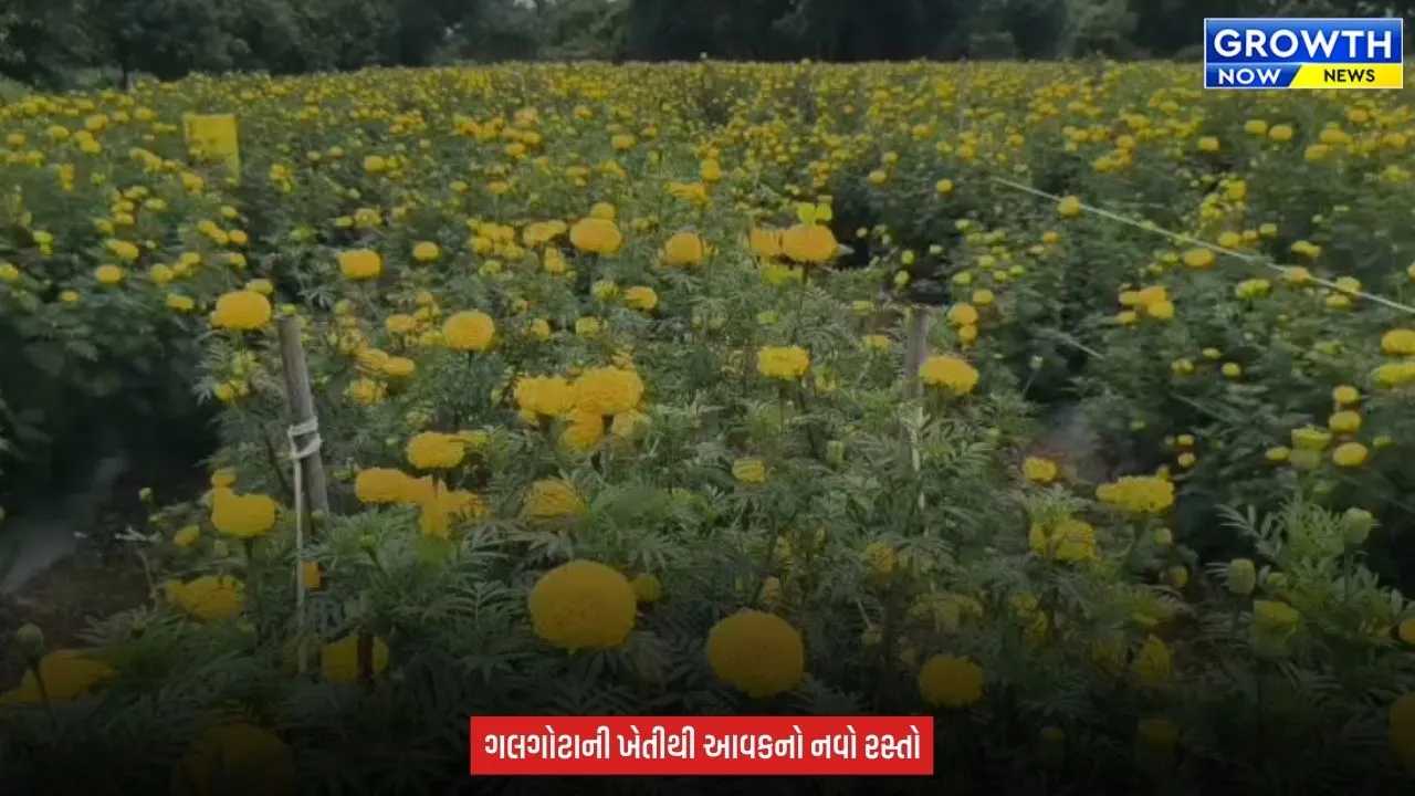 Agriculture News : ફૂલની ખેતીમાં ખિલ્યું નસીબ, ભાવનગરના ખેડૂતે 5 વીઘામાં ગલગોટાનું વાવેતર કર્યું
