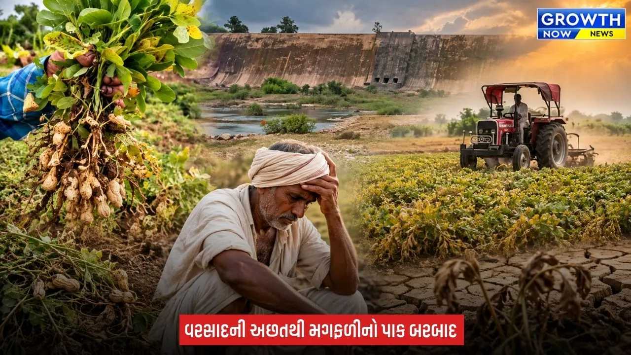 Gir Somnath માં વરસાદ ખેંચાયો, મગફળીનો પાક સુકાયો! ખેડૂતે ઉભા પાકમાં ટ્રેક્ટર ફેરવ્યું