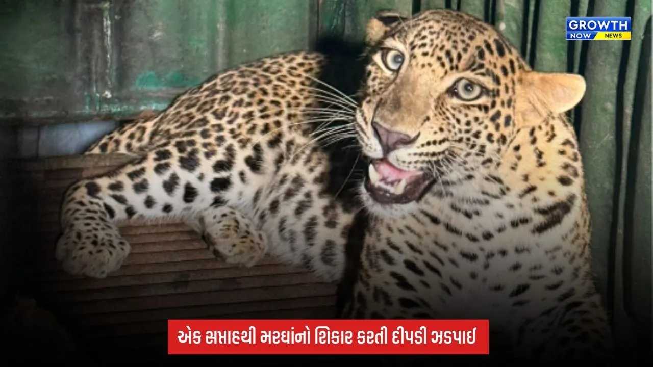 Surat: પલસાણાના અમલસાડી ગામમાં દીપડી પાંજરે પુરાઈ, એક સપ્તાહથી મરઘાંનો કરતી હતી શિકાર