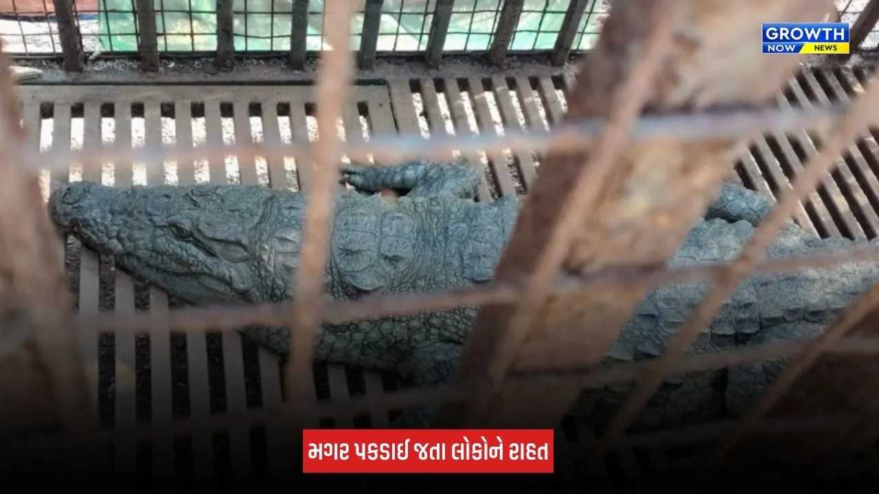 Rajkot : ચીખલીયા ગામમાં રહેણાંક વિસ્તારમાં મગર ઘૂસી આવ્યો, લોકોમાં ભયનો માહોલ સર્જાયો