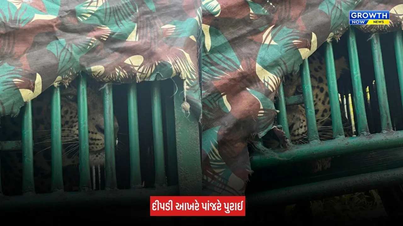 Navsari : વાંસદાના ભીનાર ગામે 3 વર્ષના બાળક પર હુમલો કરનાર દીપડી પાંજરે પુરાઈ, 9 દિવસની શોધખોળનો અંત