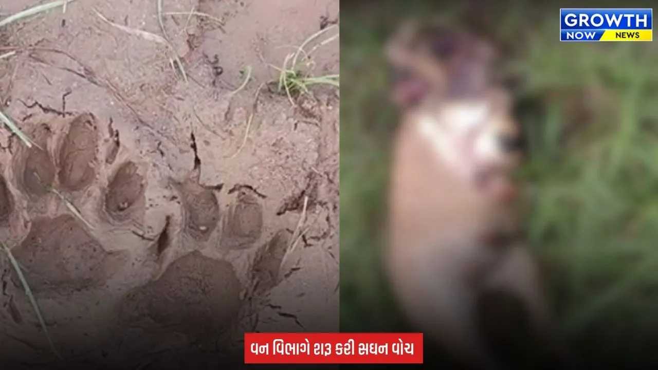 Sanand માં દીપડાની દહેશત, મોટી દેવતી રોડ પાસે ફૂટપ્રિન્ટ મળતાં વન વિભાગ સતર્ક