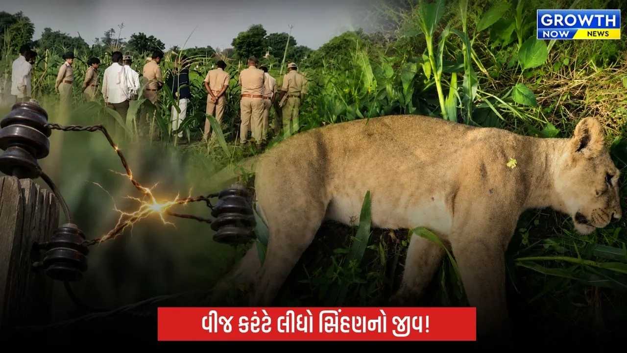 ભાવનગરમાં ગેરકાયદે ઇલેક્ટ્રિક શોકની ચપેટમાં સિંહણનું મોત, વન વિભાગની કામગીરી સામે સવાલો