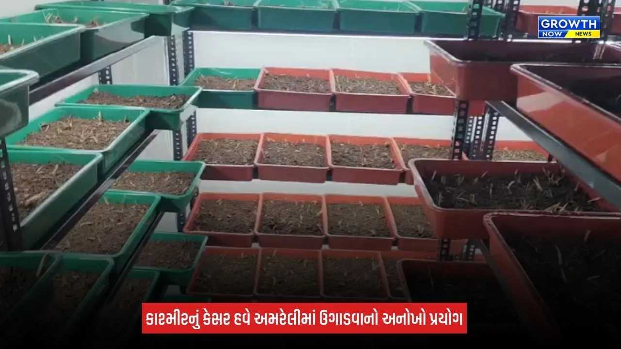 Saffron Farming in Amreli: અમરેલીમાં બિલ્ડિંગના બીજા માળે કેસરની ખેતી! 20 લાખના ખર્ચે તૈયાર કર્યું આધુનિક સેટઅપ