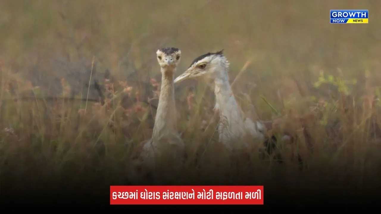 Kutch News: કચ્છમાં ઘોરાડ સંરક્ષણને મોટી સફળતા, જમ્પ સ્ટાર્ટ ટેકનિકથી જન્મેલું બચ્ચું નર હોવાનું સામે આવ્યું