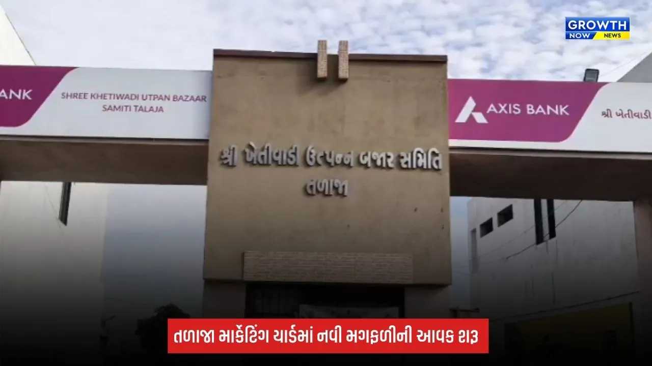 Bhavnagar: તળાજા માર્કેટિંગ યાર્ડમાં નવી મગફળીની આવક શરૂ, જાણો આજના ભાવ