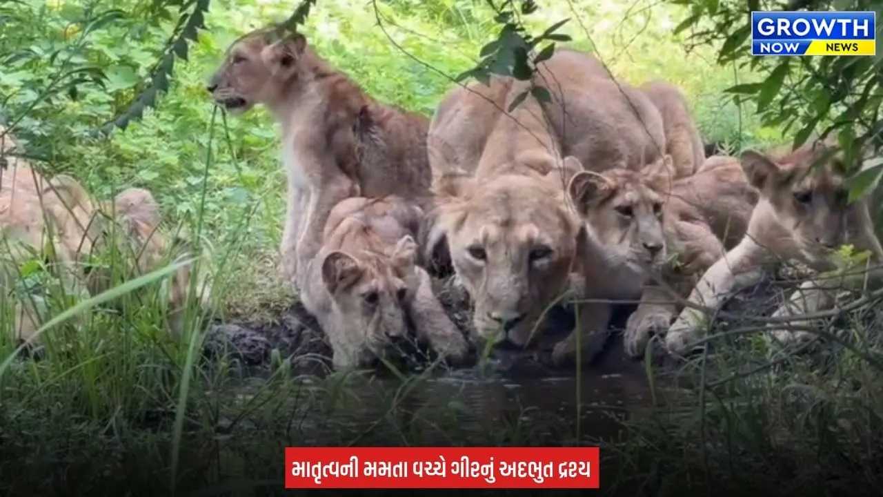 Junagadh : ગીરમાં સિંહણના માતૃત્વની અનોખી ઝલક, બચ્ચાઓ સાથે પાણી પીતી થઈ કેમેરામાં કેદ