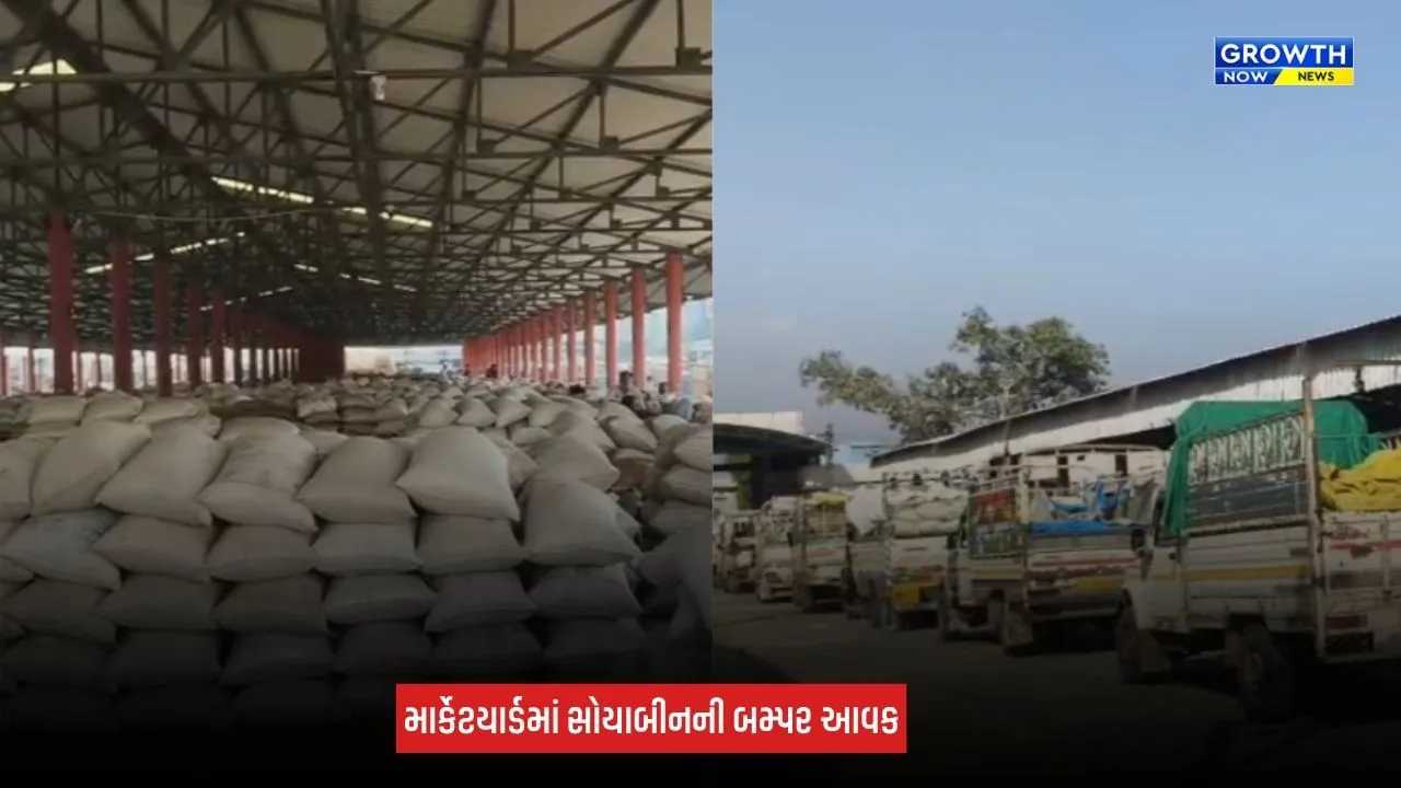 Junagadh News: માર્કેટિંગ યાર્ડમાં સોયાબીનની બમ્પર આવક, એક જ દિવસમાં 35,000 કટ્ટાની હરાજી