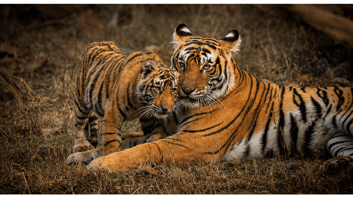 વિશ્વ વાઘ દિવસે પીએમ મોદીનો સંદેશ: ભારત વિશ્વના 70 ટકા જંગલી વાઘોનું ઘર, સંરક્ષણ માટે પ્રતિબદ્ધતા દોહરાવી
