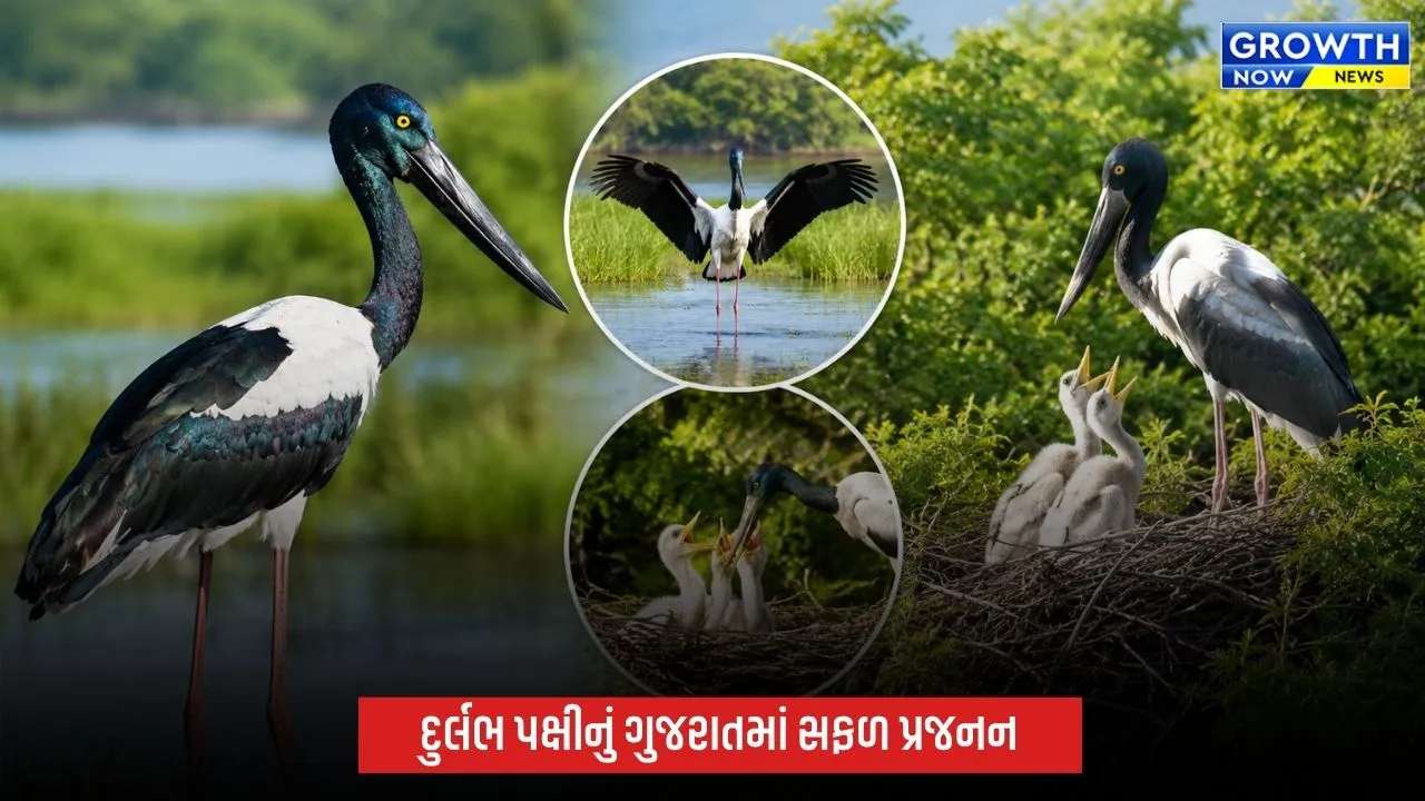 ખીજડિયા પક્ષી અભયારણ્ય બન્યું બ્લેક-નેક્ડ સ્ટોર્કનું ગુજરાતમાં મહત્વનું પ્રજનન કેન્દ્ર, સંશોધનમાં 100% સફળતા