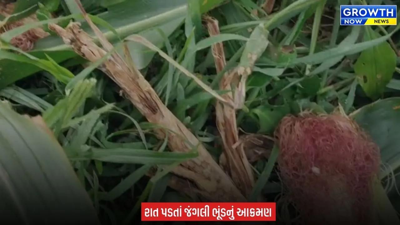 Arvalli માં જંગલી ભૂંડનો આતંક, ખેડૂતોના ઊભા પાકને પહોંચાડી રહ્યાં છે ભારે નુકસાન