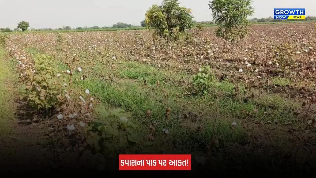 Amreli News: સરસીયામાં કપાસના પાક પર સંકટ, ખેડૂતોની આખા વર્ષની મહેનત પર પાણી ફરી વળવાની ભીતિ
