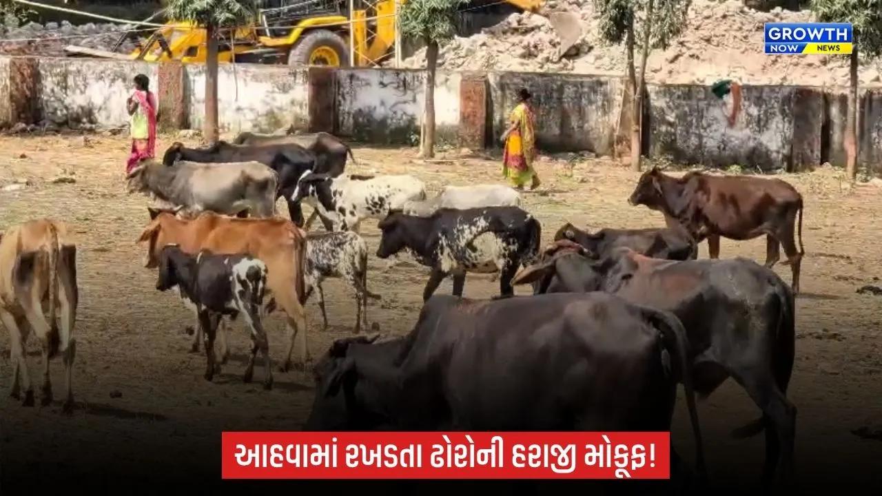 Dang: આહવામાં રખડતા ઢોરોના કાયમી નિકાલ માટે કાર્યવાહી, હરાજી મોકૂફ