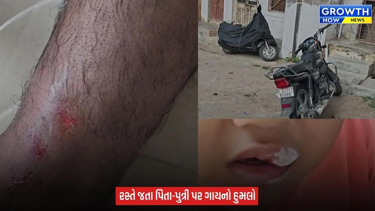 Arvalli : મોડાસામાં રખડતા ઢોરનો ત્રાસ, ગાયે પિતા-પુત્રી પર હુમલો કરતા થયા ઈજાગ્રસ્ત