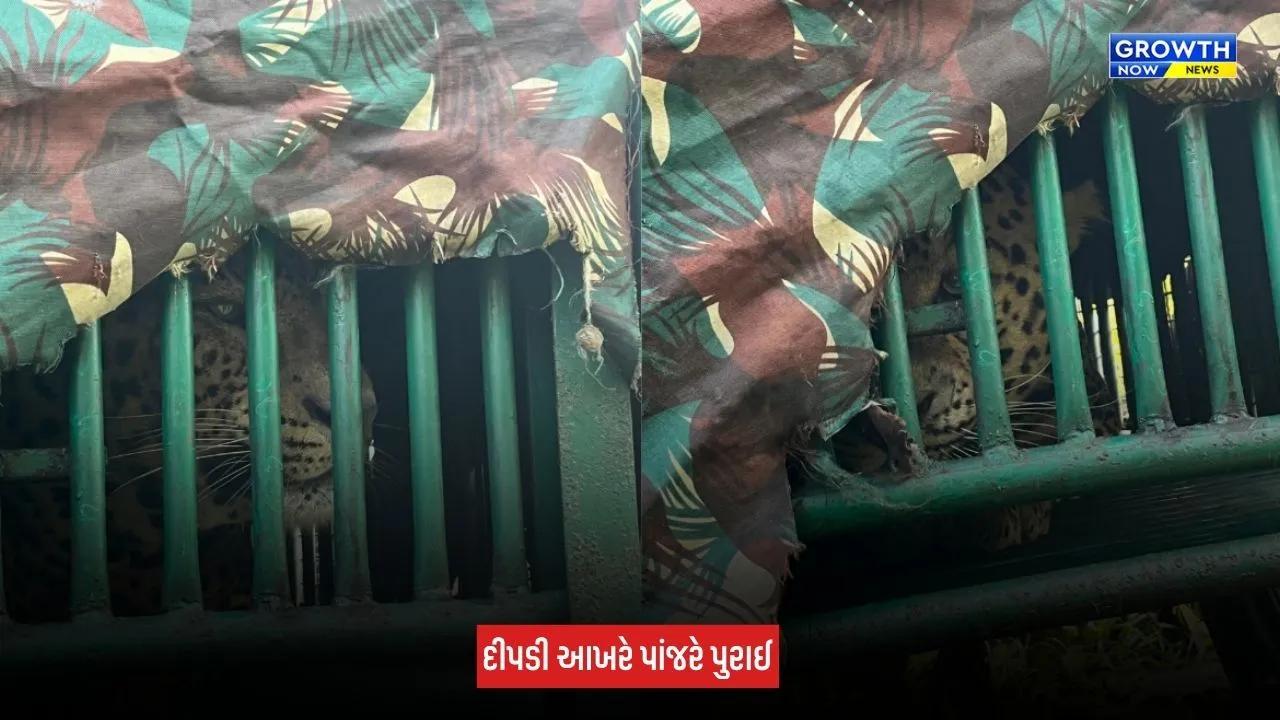 Navsari : વાંસદાના ભીનાર ગામે 3 વર્ષના બાળક પર હુમલો કરનાર દીપડી પાંજરે પુરાઈ, 9 દિવસની શોધખોળનો અંત