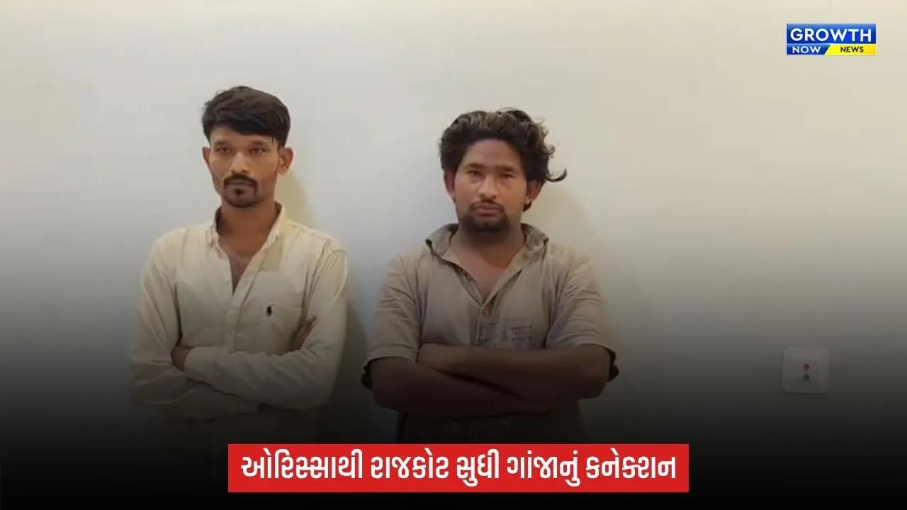 204 કિલો ગાંજા કેસમાં રાજકોટ ક્રાઈમ બ્રાન્ચની કાર્યવાહી, ઓરિસ્સાથી સપ્લાય કરનારા બે સગા ભાઈ ઝડપાયા