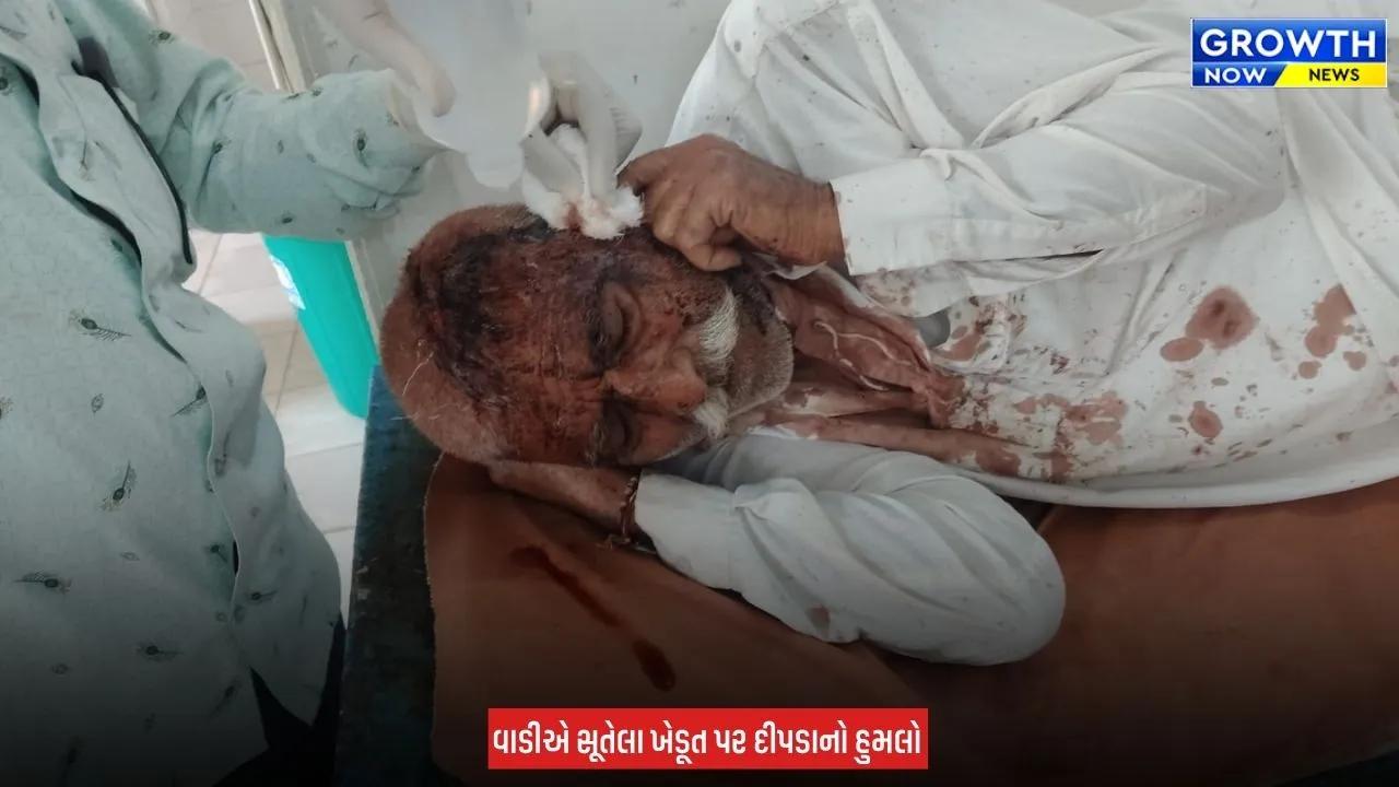 Amreli Leopard Attacked : અમરેલીના મોટા સરાકડીયામાં ખેડૂત પર દીપડાનો હુમલો, માથાના ભાગે ઈજા પહોંચતા સારવાર હેઠળ ખસેડાયા