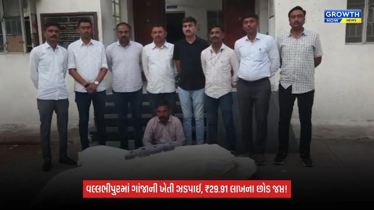 Bhavnagar SOGની મોટી કાર્યવાહી: વલ્લભીપુરમાં ગાંજાની ગેરકાયદે ખેતીનો પર્દાફાશ, 29.91 લાખના છોડ જપ્ત